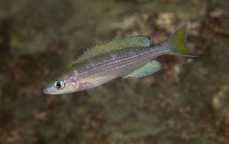 Paracyprichromis sp. 'brieni two-stripe' Mwinza
